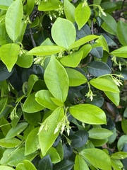 Trachelospermum