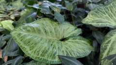 Syngonium