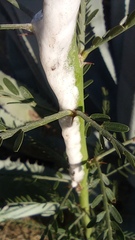 Cephisus siccifolius