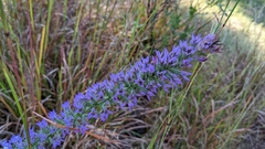 Liatris hesperelegans