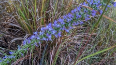 Liatris hesperelegans