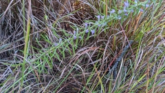 Liatris hesperelegans