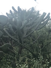 Myrtillocactus geometrizans