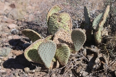 Opuntia basilaris basilaris