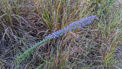 Liatris hesperelegans