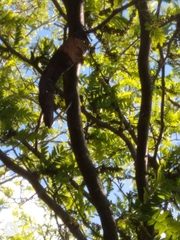 Gleditsia triacanthos