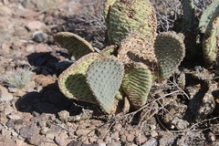 Opuntia basilaris basilaris