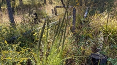 Liatris hesperelegans