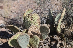 Opuntia basilaris basilaris