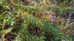 Liatris hesperelegans