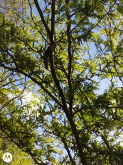 Gleditsia triacanthos