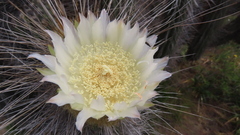 Eulychnia breviflora