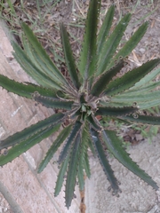 Kalanchoe × houghtonii