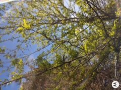 Gleditsia triacanthos
