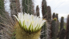 Eulychnia breviflora
