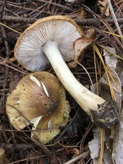 Tricholoma subsejunctum