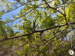 Gleditsia triacanthos