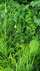 Allium vineale