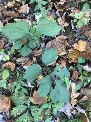 Hydrophyllum virginianum