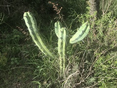 Myrtillocactus geometrizans
