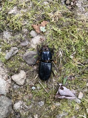 Odontotaenius disjunctus