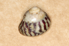 Steromphala umbilicalis