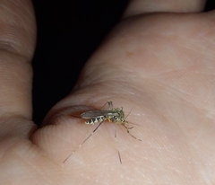 Culicinae