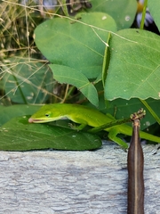 Anolis carolinensis