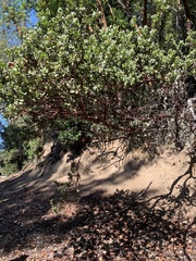 Arctostaphylos regismontana