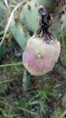 Opuntia engelmannii