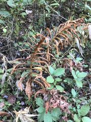Onocleaceae