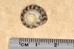 Steromphala umbilicalis