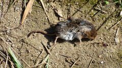 Sorex cinereus