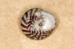 Steromphala umbilicalis