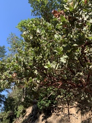 Arctostaphylos regismontana