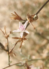 Stephanomeria pauciflora