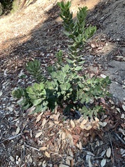 Arctostaphylos regismontana
