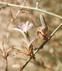 Stephanomeria pauciflora