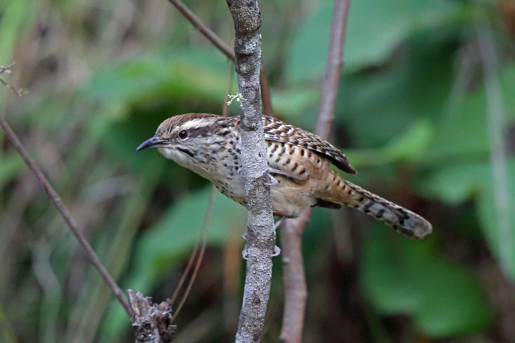 Spotted Wren