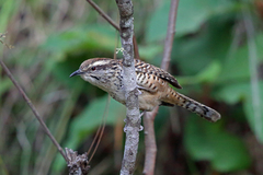 Spotted Wren photo 2