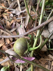 Solanum prinophyllum