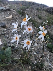 Leucocoryne coronata