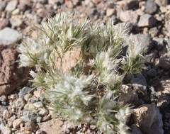 Dasyochloa
