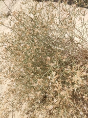 Stephanomeria pauciflora