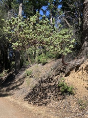 Arctostaphylos regismontana