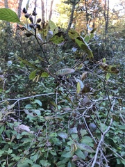 Alnus serrulata