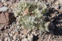 Dasyochloa