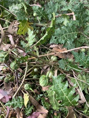 Solanum prinophyllum