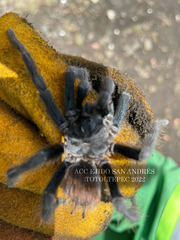 Dugesiella anitahoffmannae