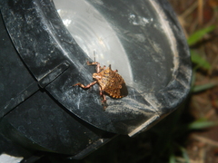 Alcaeorrhynchus grandis